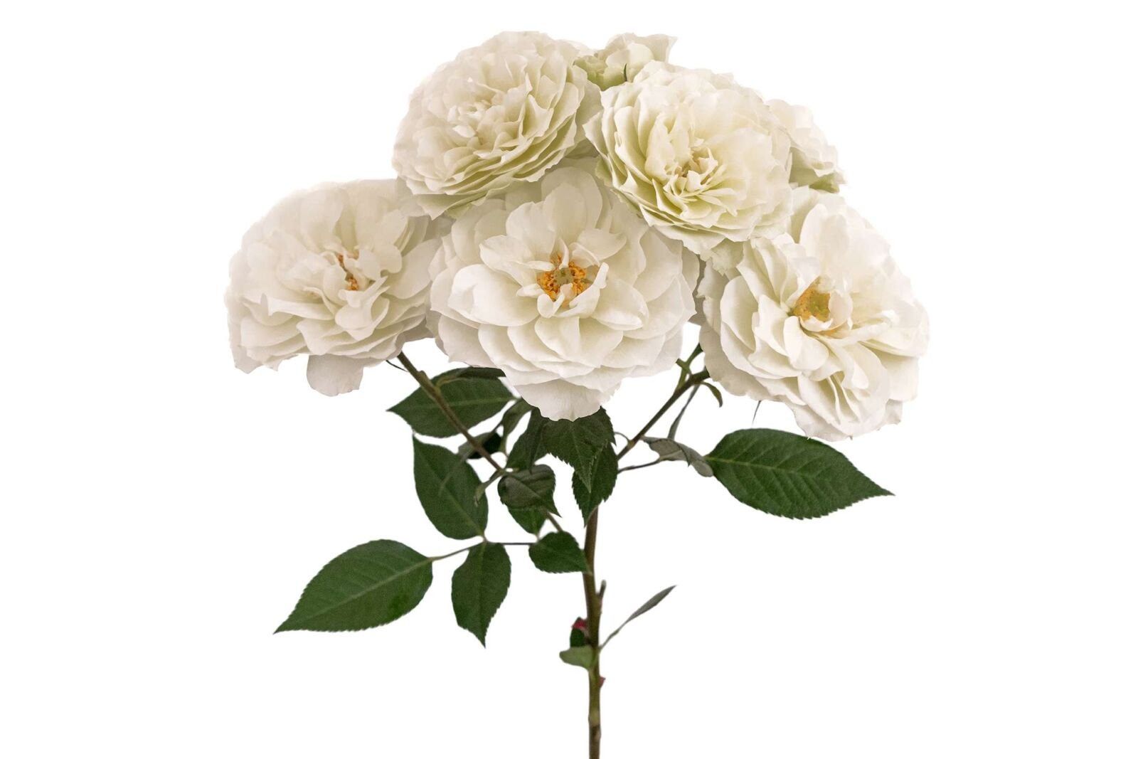 Blanche Spr Garden Rose (12 Stems)