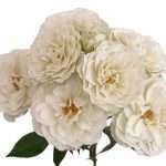 Blanche Spr Garden Rose (12 Stems) - Image 3
