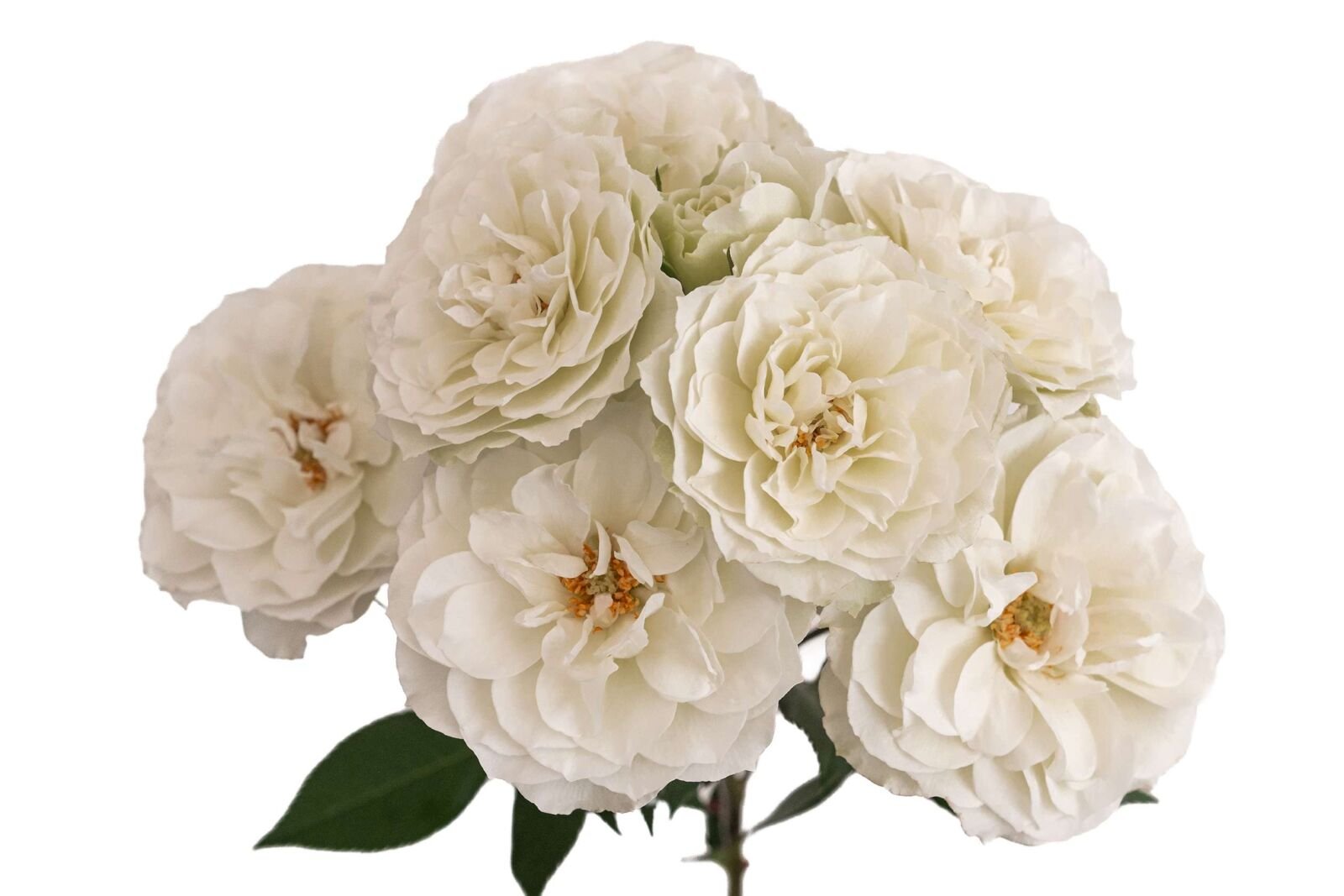 Blanche Spr Garden Rose (12 Stems) - Image 4