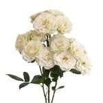 Blanche Spr Garden Rose (12 Stems) - Image 5