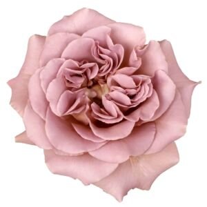 Cafe Latte Garden Rose (12 Stems)
