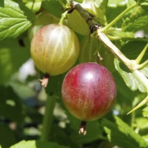 Captivator Gooseberry