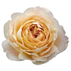 Caramel Antike Garden Rose (12 Stems)