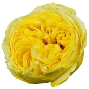 Catalina Garden Rose (12 Stems)
