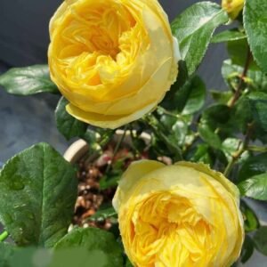 Catalina lookalike cut garden rose plant large flower bush deciduous shrub
