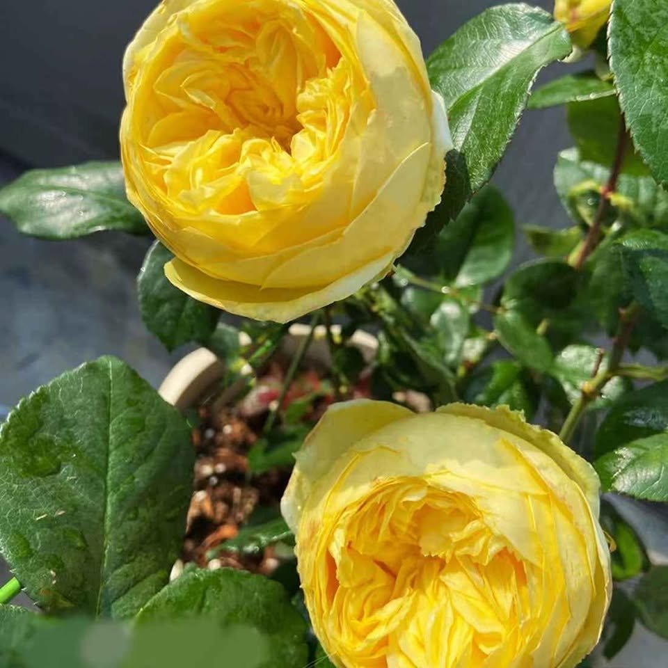 Catalina lookalike cut garden rose plant large flower bush deciduous shrub
