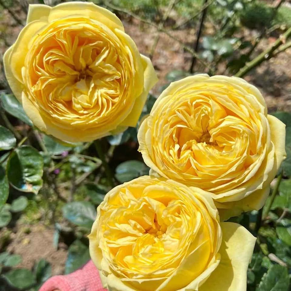 Catalina lookalike cut garden rose plant large flower bush deciduous shrub - Image 2