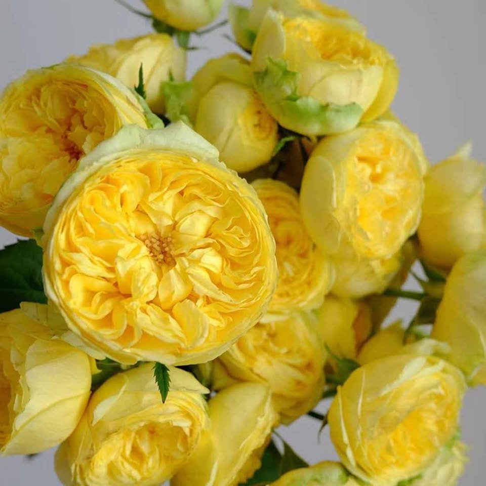 Catalina lookalike cut garden rose plant large flower bush deciduous shrub - Image 3