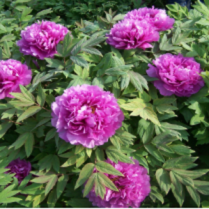 Ceng Zhong Xiao Tree Peony