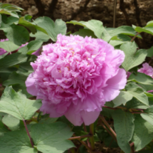 Cai Hui Tree Peony