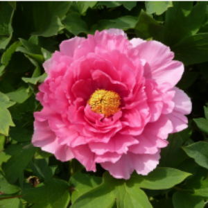 Cao Zhou Hong Tree Peony