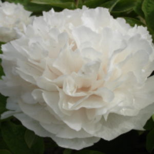 Bai Xue Ta Tree Peony