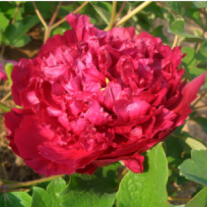 Cang Zhi Hong Tree Peony