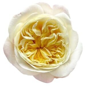 Fatima Gardens Garden Rose (12 Stems)