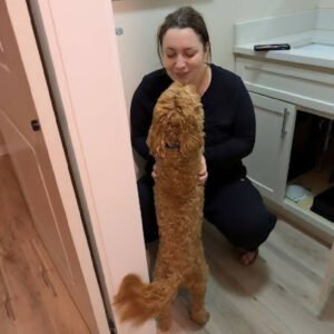 Dog sitter and walker