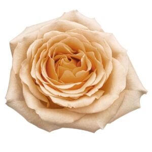 Golden Mustard Garden Rose (12 Stems)