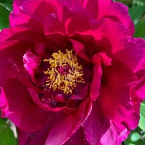 "Old town gathering" large flower tree peony Preorder for fall 2026