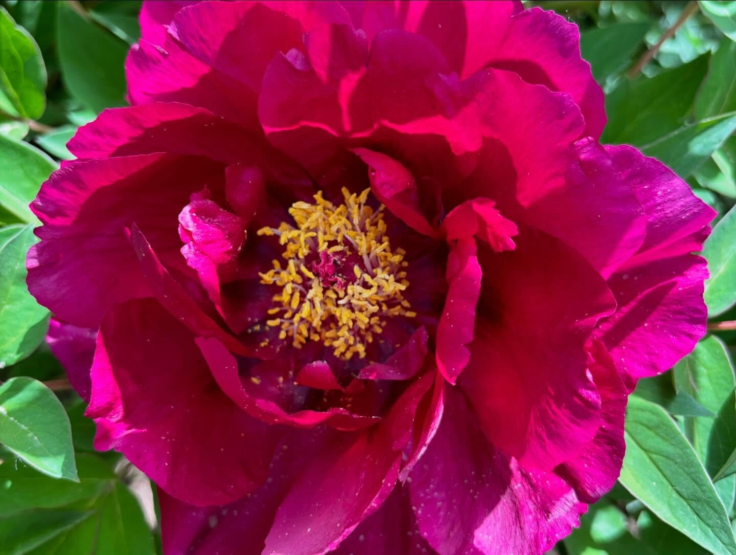 "Old town gathering" large flower tree peony Preorder for fall 2026