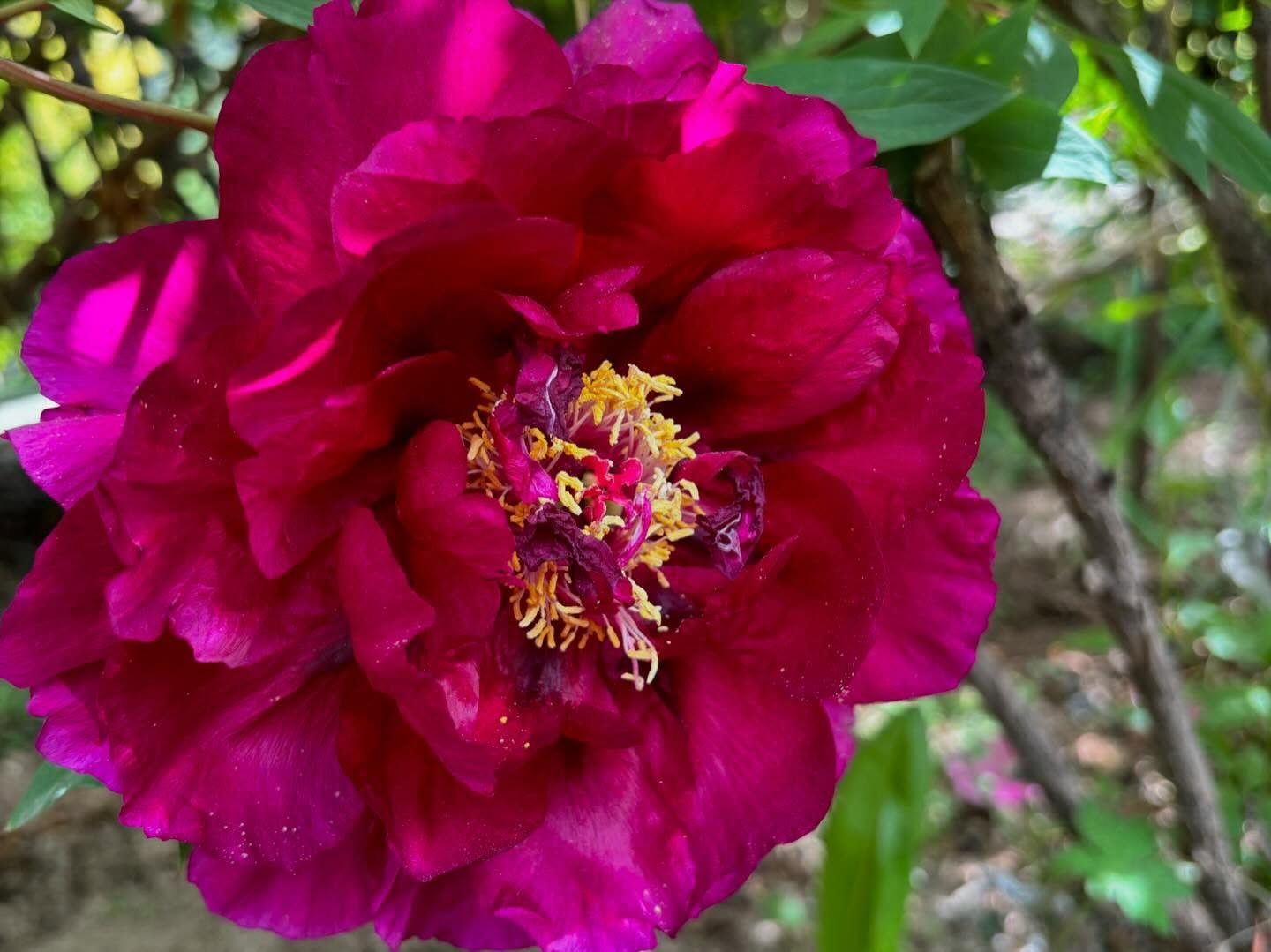 "Old town gathering" large flower tree peony Preorder for fall 2026 - Image 2