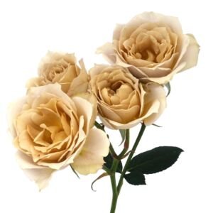 Hana Spr Garden Rose (12 Stems)