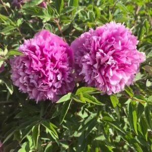 "Mount Helan in the snow" large flower tree peony