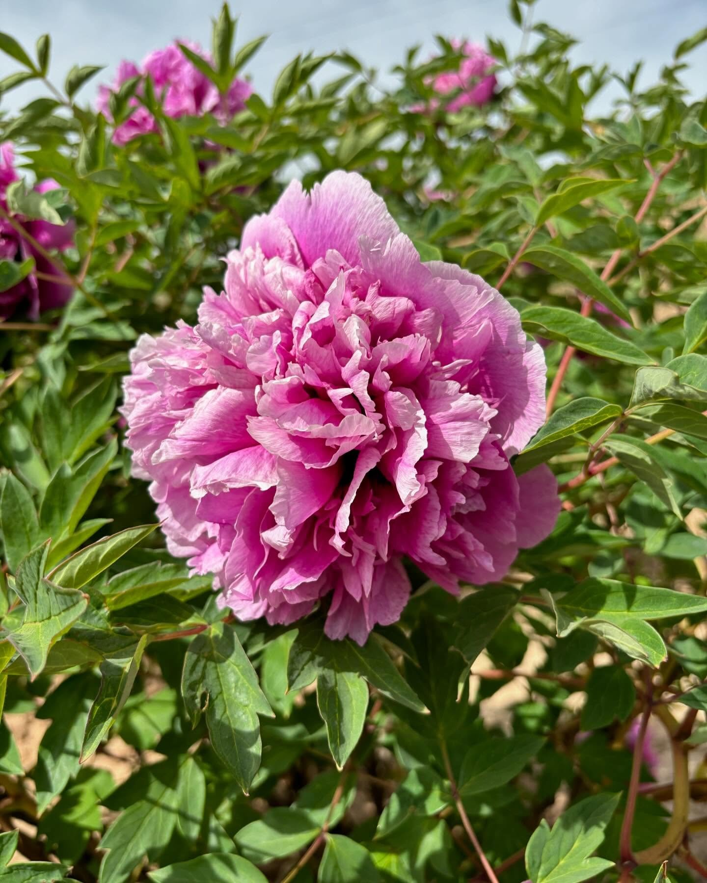 "Mount Helan in the snow" large flower tree peony - Image 5