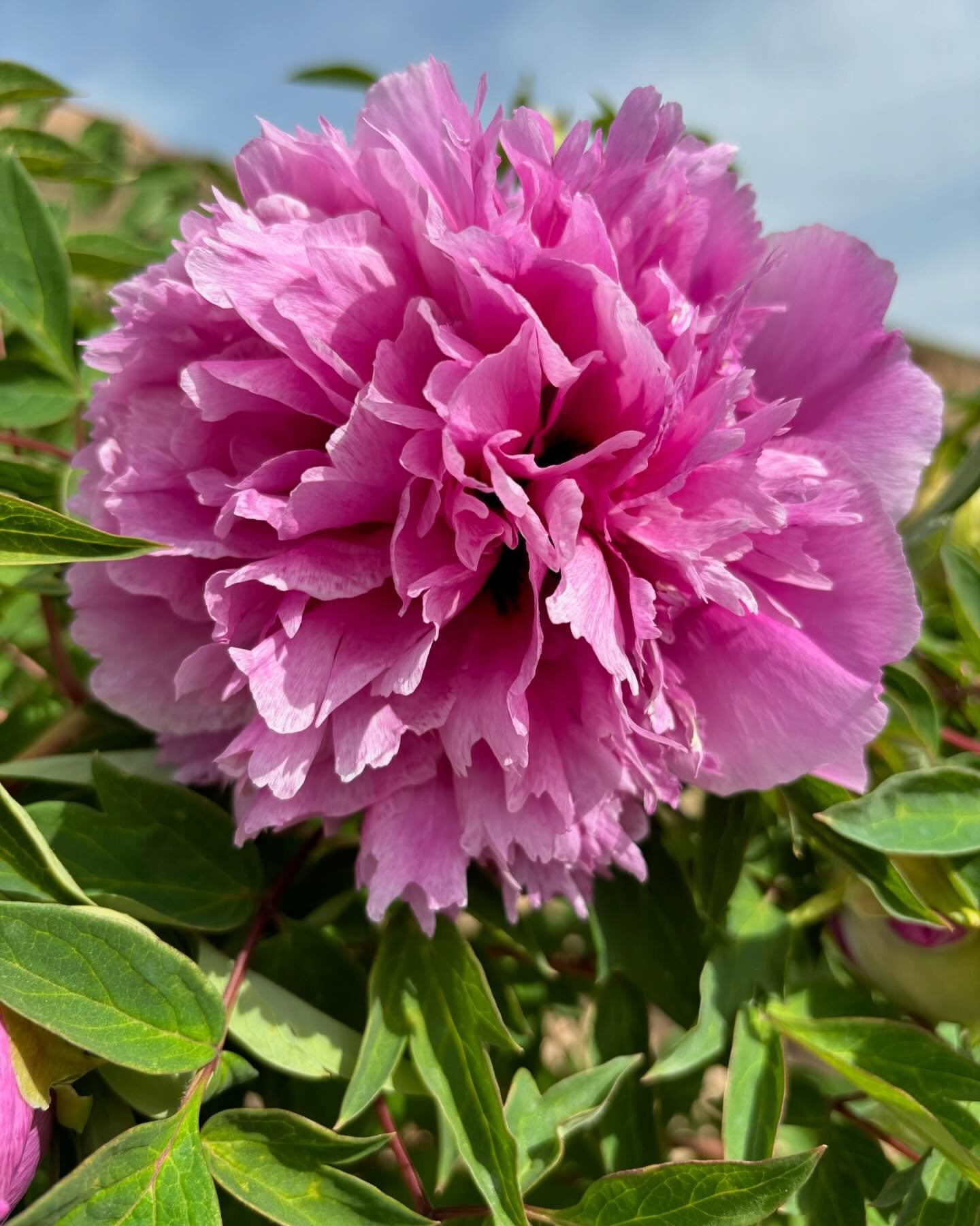 "Mount Helan in the snow" large flower tree peony - Image 2