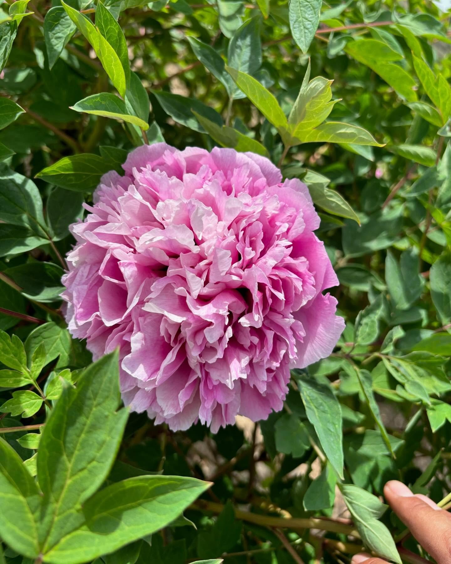 "Mount Helan in the snow" large flower tree peony - Image 4