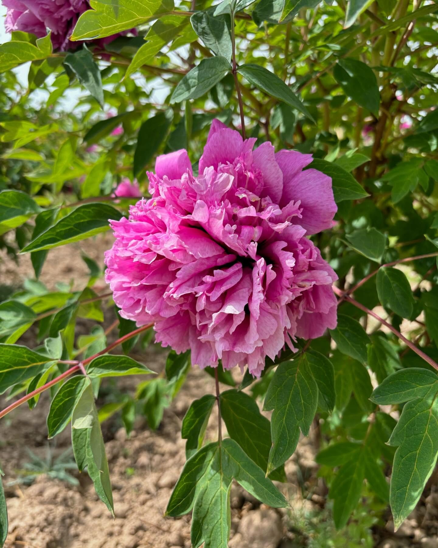 "Mount Helan in the snow" large flower tree peony - Image 3