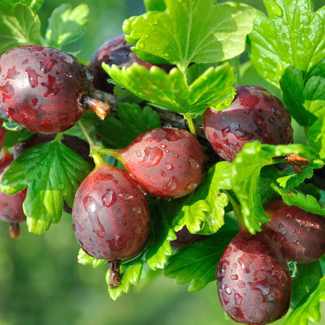Hinnonmaki Red Gooseberry