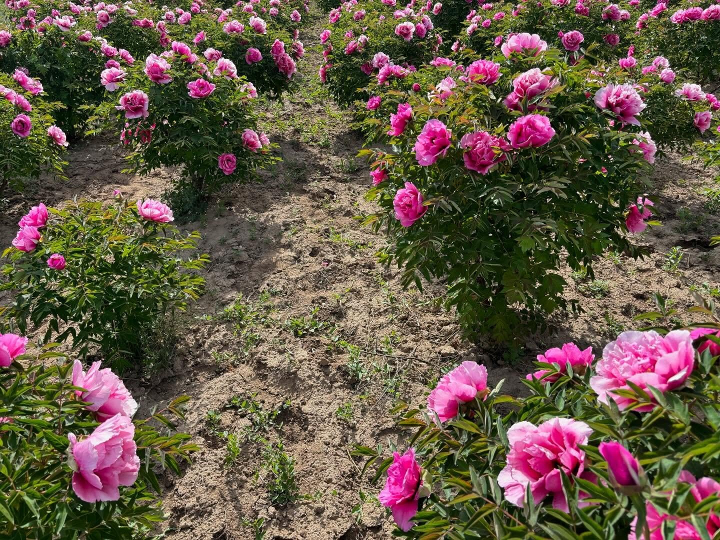 "Pretty lady" large flower tree peony - Image 6