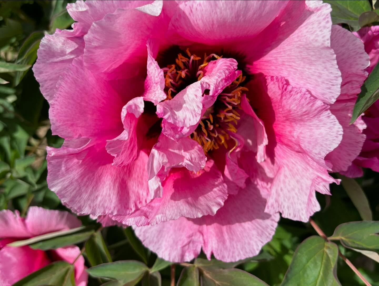 "Pretty lady" large flower tree peony - Image 7
