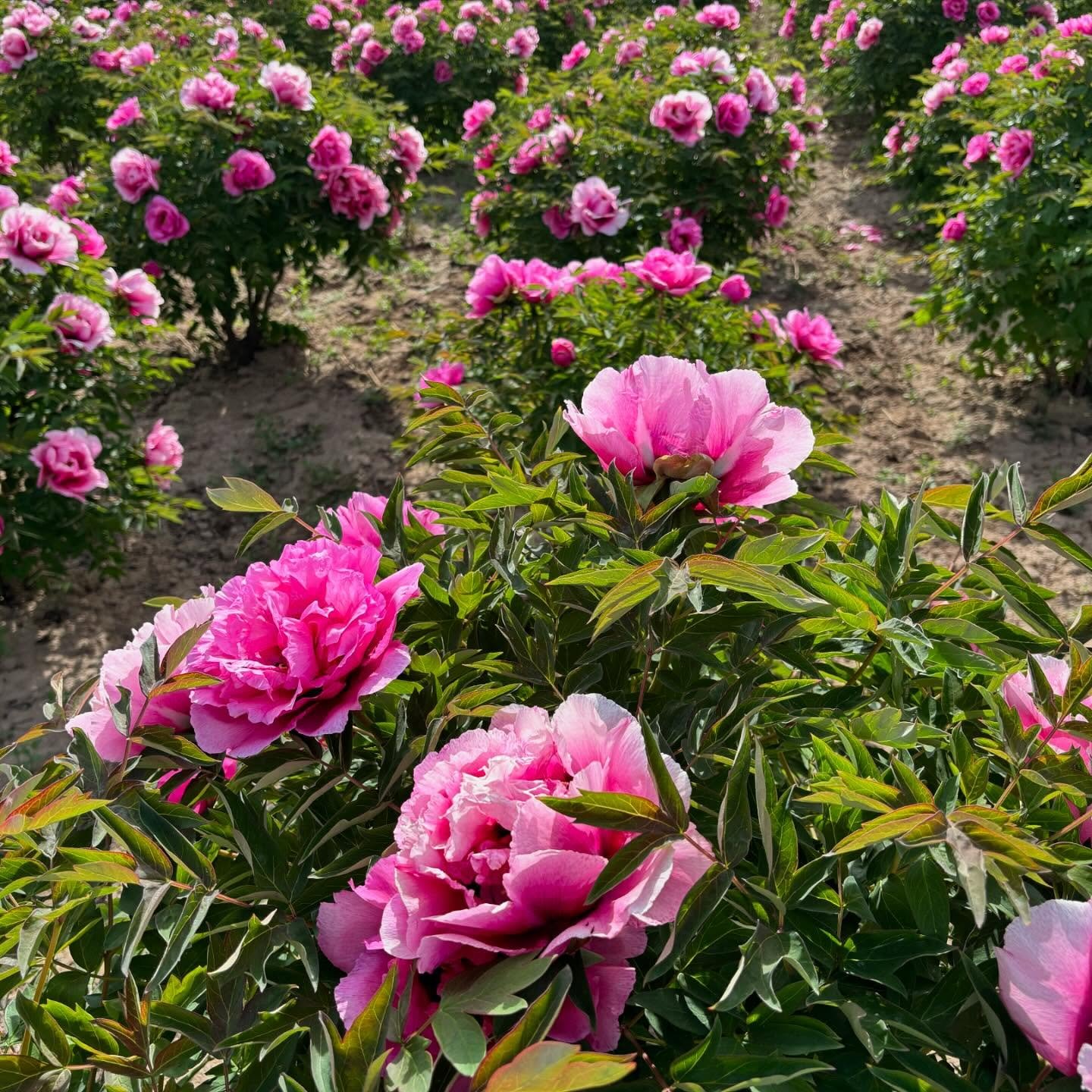 "Pretty lady" large flower tree peony - Image 5