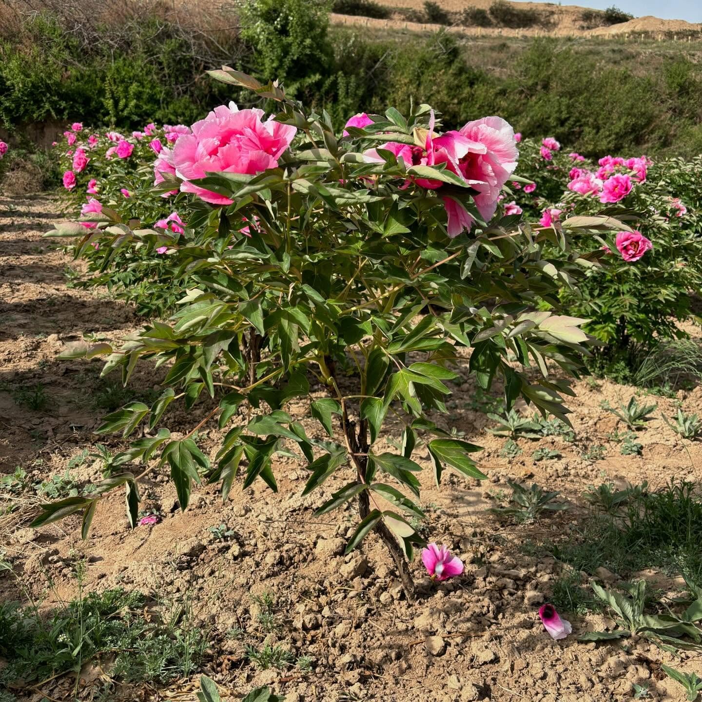 "Pretty lady" large flower tree peony - Image 2