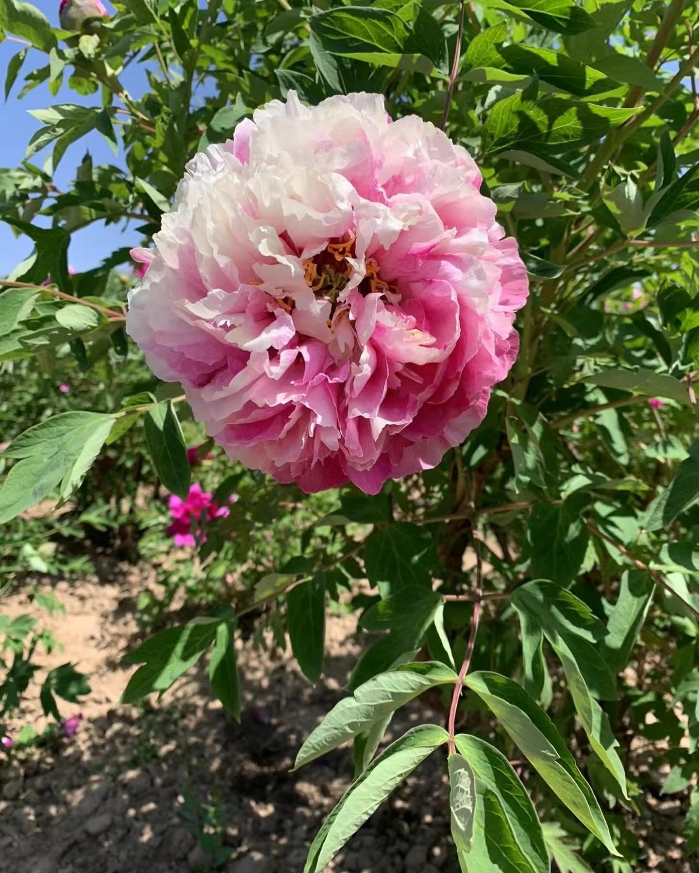 "Dressed in red & white" large flower tree peony - Image 4