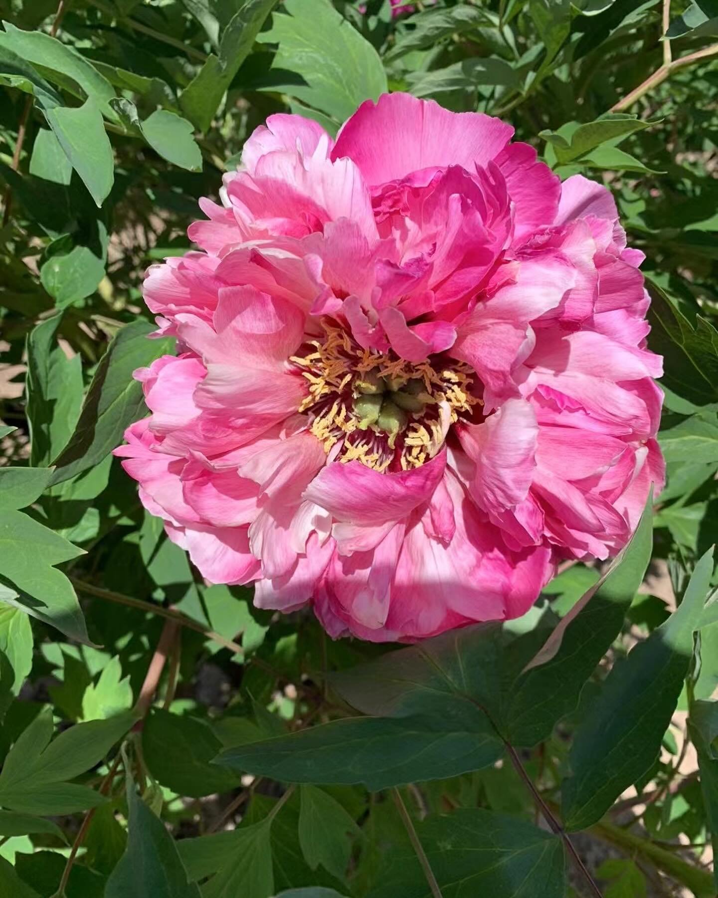"Dressed in red & white" large flower tree peony - Image 7