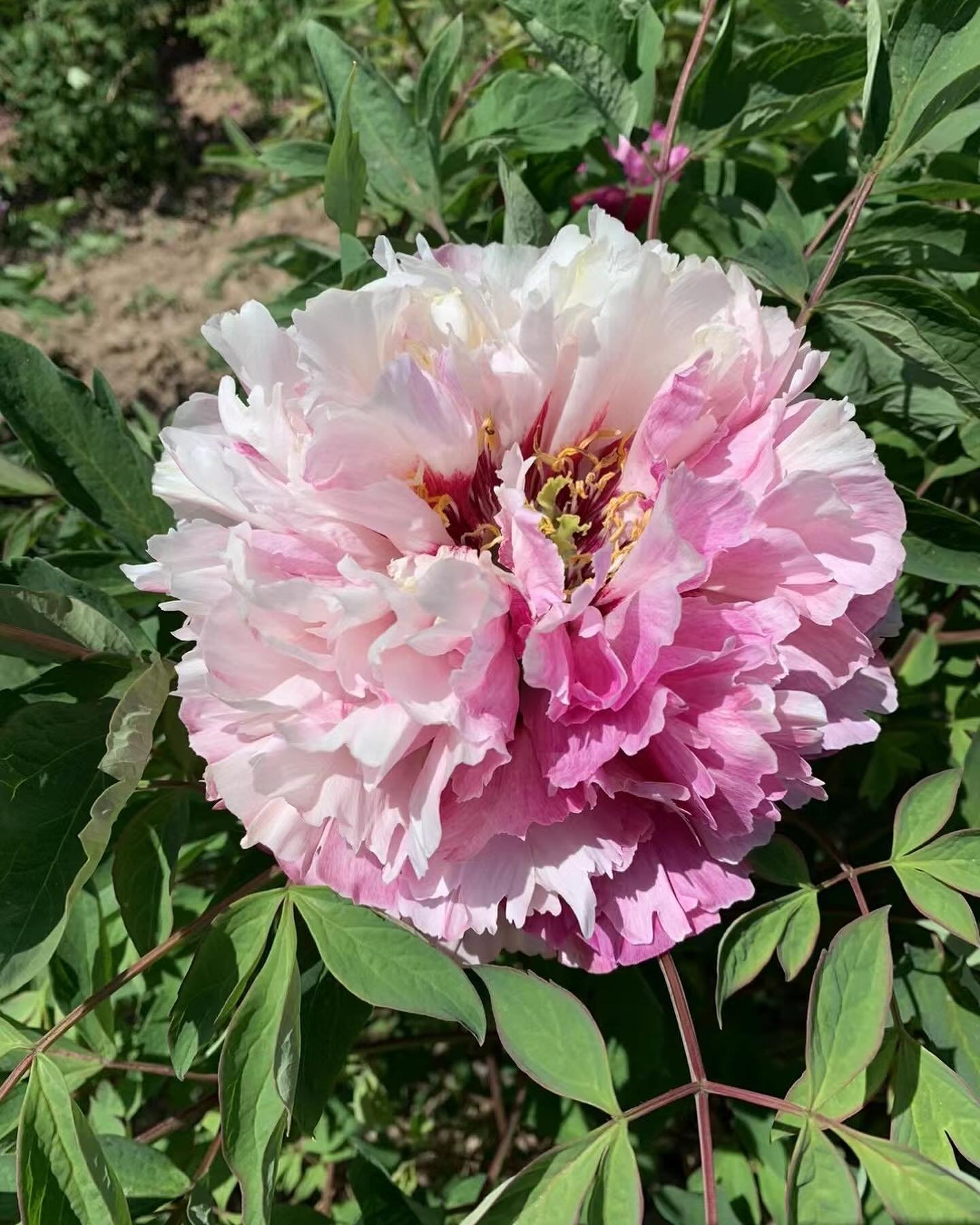 "Dressed in red & white" large flower tree peony - Image 5