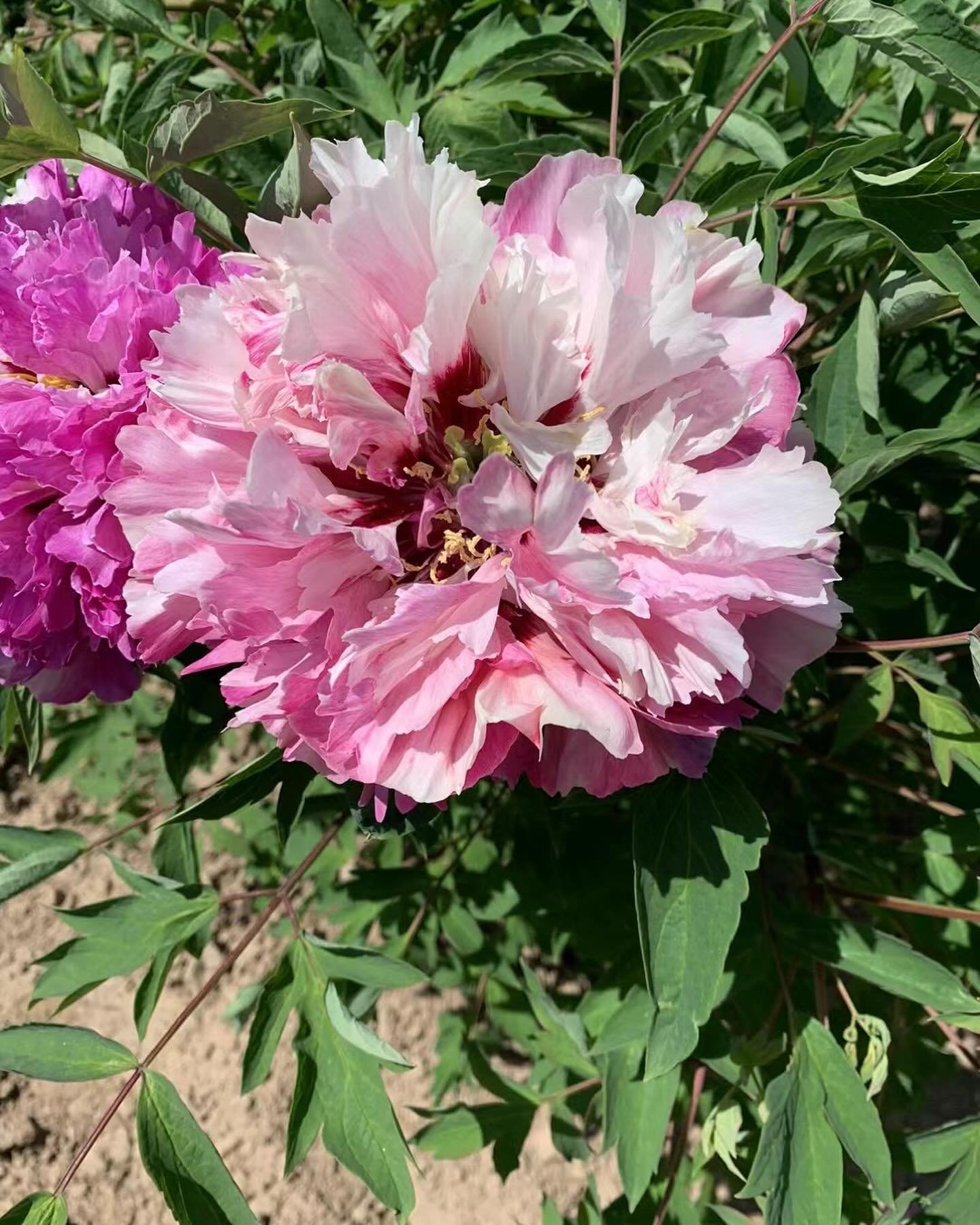 "Dressed in red & white" large flower tree peony - Image 6