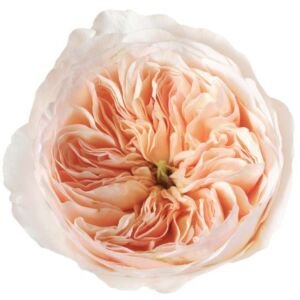 Juliet (Ausjameson) Garden Rose (12 Stems)