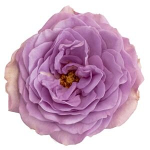 Lavender Bouquet Garden Rose (12 Stems)