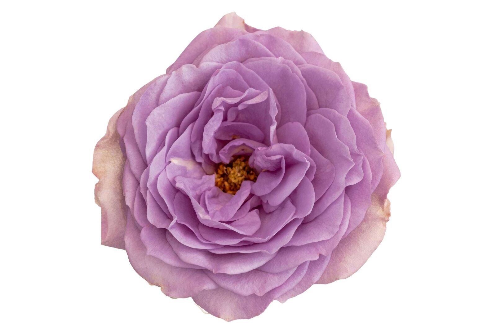 Lavender Bouquet Garden Rose (12 Stems)