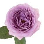 Lavender Bouquet Garden Rose (12 Stems) - Image 3
