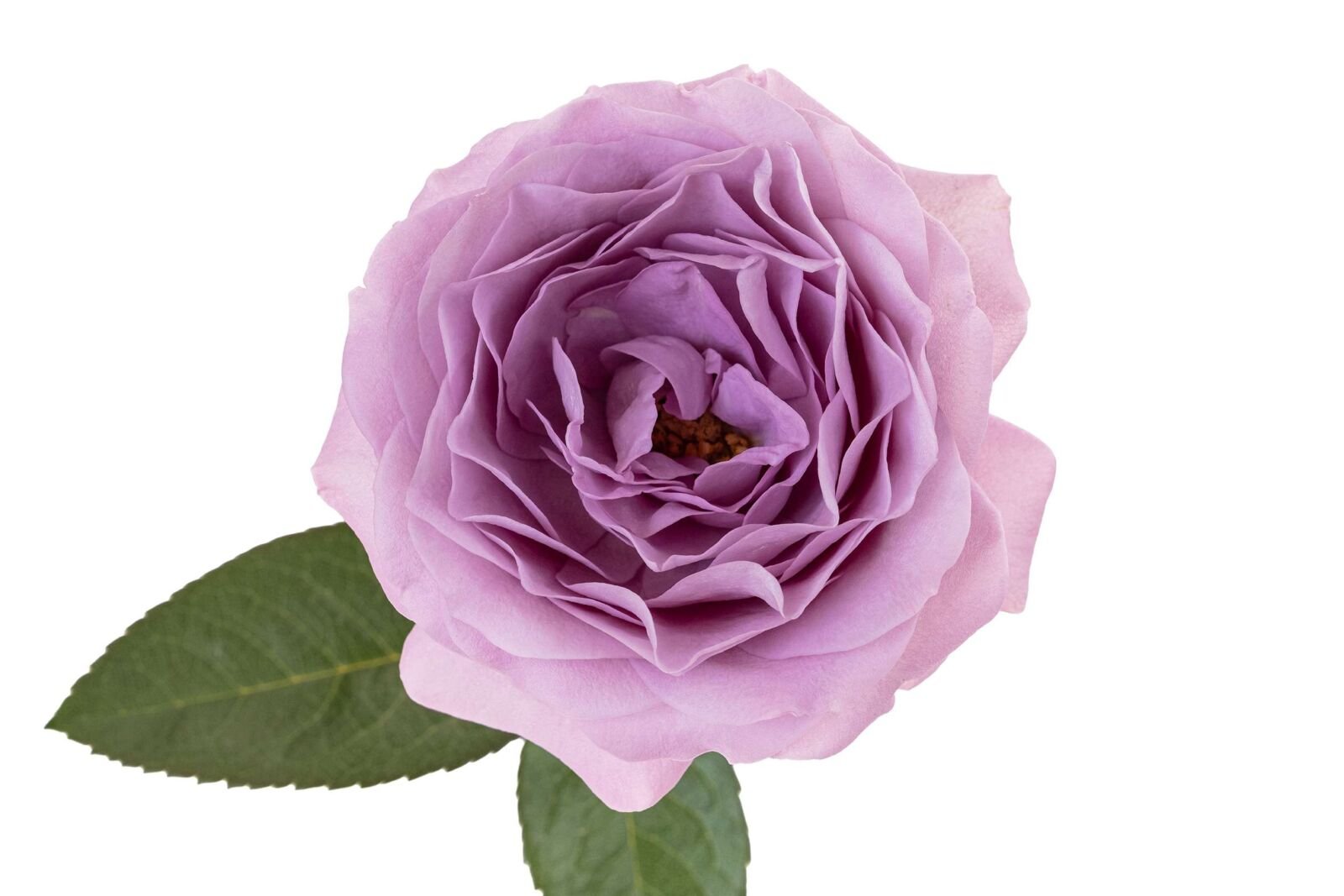 Lavender Bouquet Garden Rose (12 Stems) - Image 4