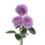 Lavender Bouquet Garden Rose (12 Stems) - Image 5
