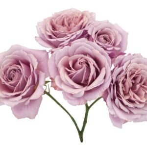 Loli Spr Garden Rose (12 Stems)