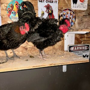 Free hen and rooster duo