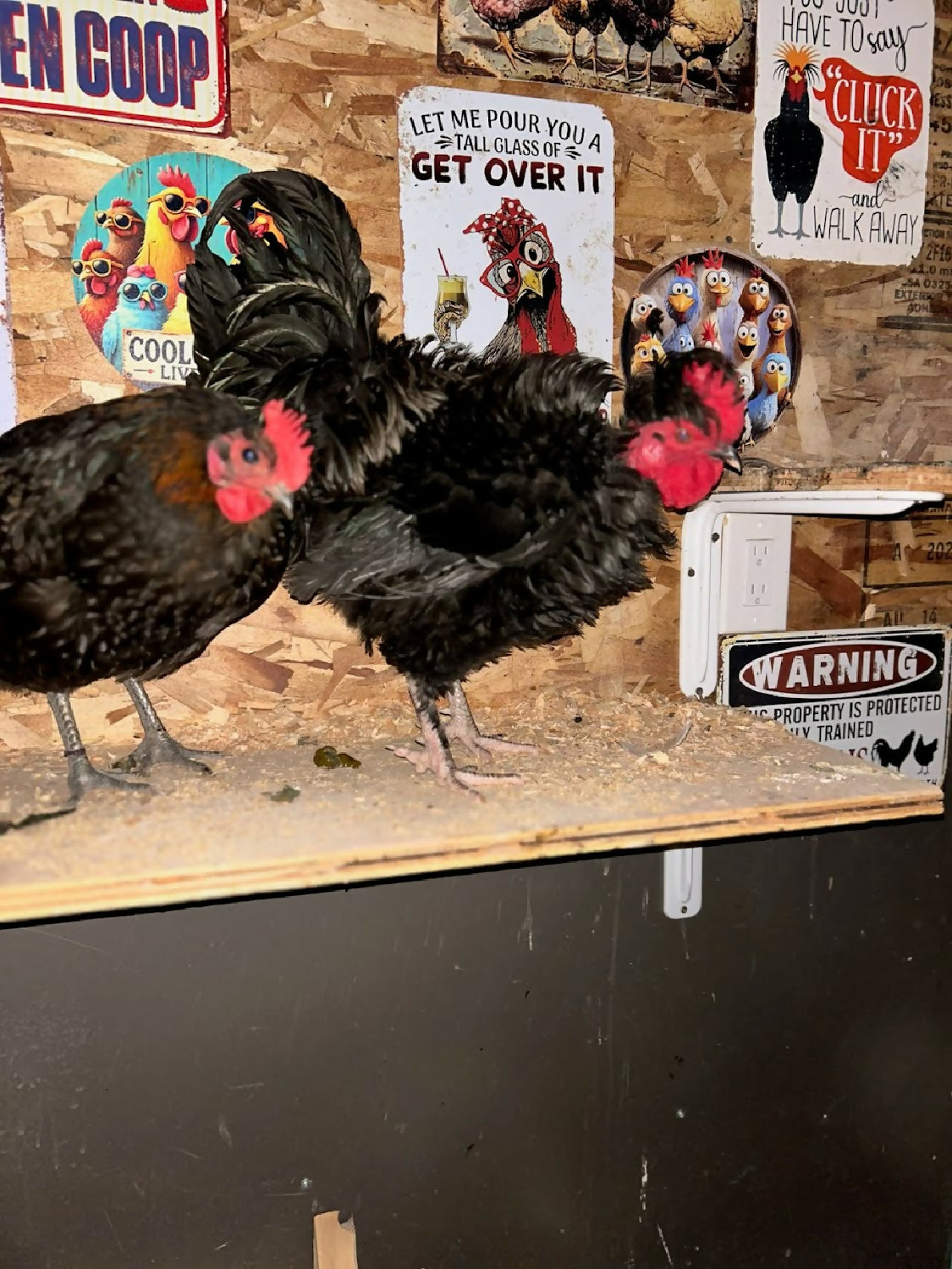 Free hen and rooster duo
