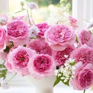 12 roses Millicent David Austin, deluxe, unique garden roses
