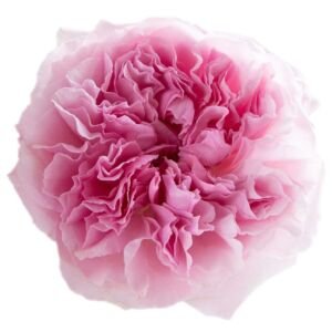 Miranda (Ausimmon) Garden Rose (12 Stems)