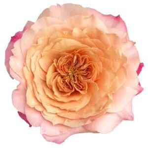 Miyabi Garden Rose (12 Stems)
